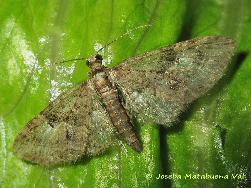 Geometridae da id. Gymnoscelis rufifasciata (Cfr.)